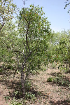 Image of tallow wood