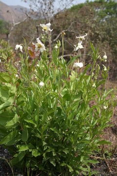 Image of Clematis villosa DC.