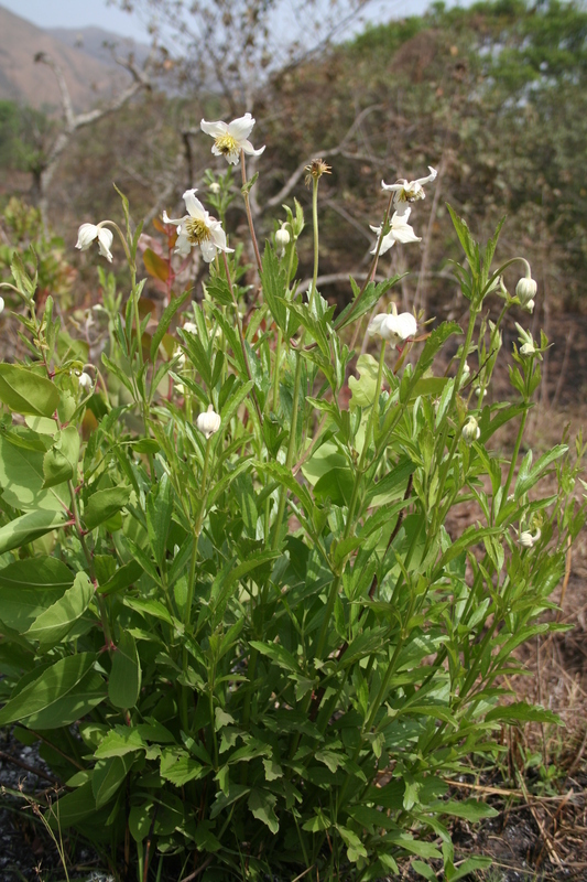 صورة Clematis villosa DC.