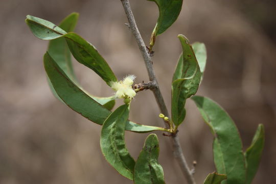 Image of tallow wood