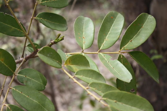 Image of Zanthoxylum zanthoxyloides (Lam.) B. Zepernick & F. K. Timler