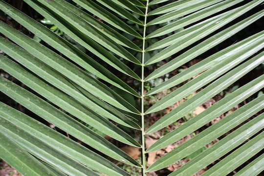 Image of Senegal date palm