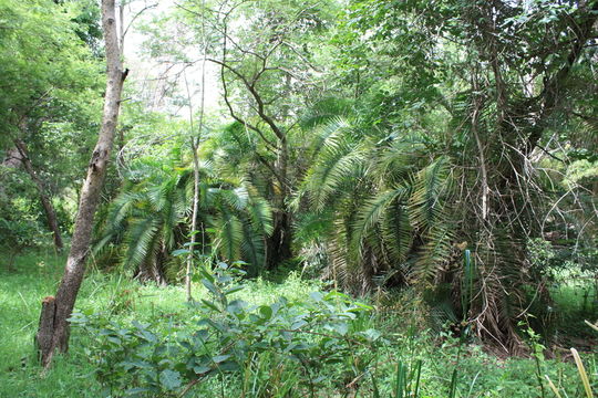 Image of Senegal date palm