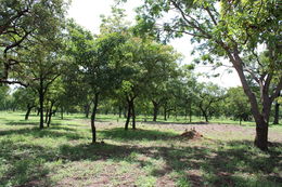 Image of Shea Butter Tree