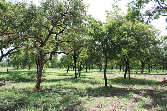 Image of Shea Butter Tree