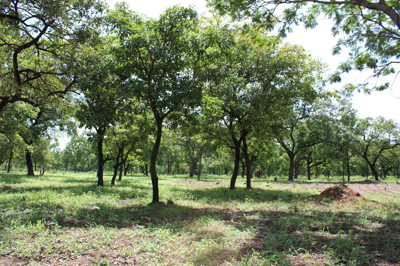 Image of Shea Butter Tree