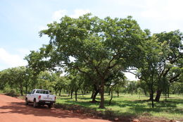 Image of Shea Butter Tree