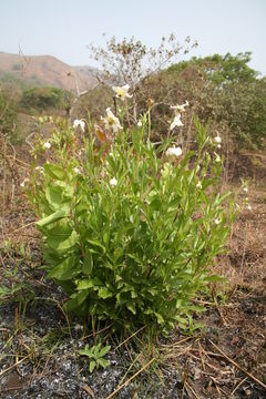 Imagem de Clematis villosa DC.