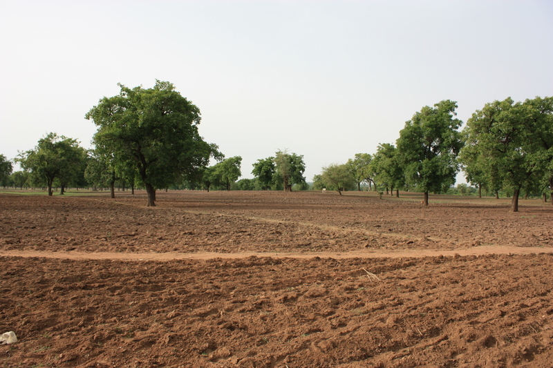 Image of Shea Butter Tree