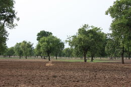 Image of Shea Butter Tree