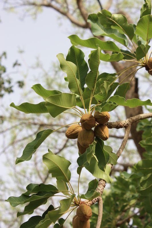 Image of Shea Butter Tree