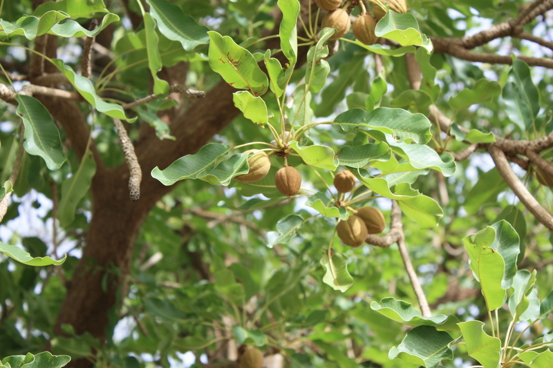 Image of Shea Butter Tree