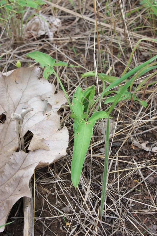 Sivun <i>Stylochaeton lancifolius</i> Kotschy & Peyr. kuva