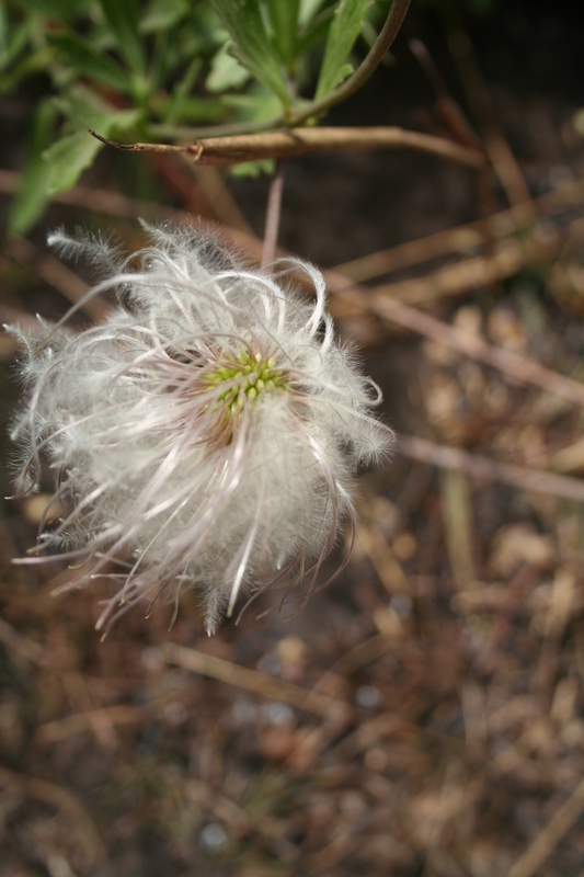 صورة Clematis villosa DC.