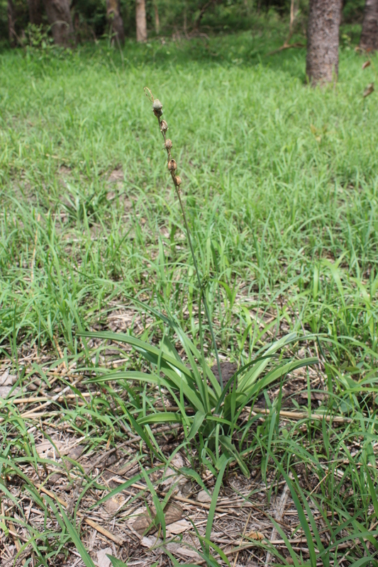 Image of Drimia glaucescens (Engl. & K. Krause) H. Scholz