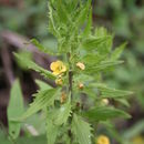 Image of Alectra sessiliflora (Vahl) Kuntze