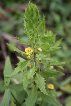 Image of Alectra sessiliflora (Vahl) Kuntze