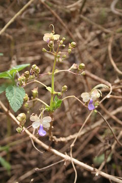 Слика од Rotheca myricoides (Hochst.) Steane & Mabb.