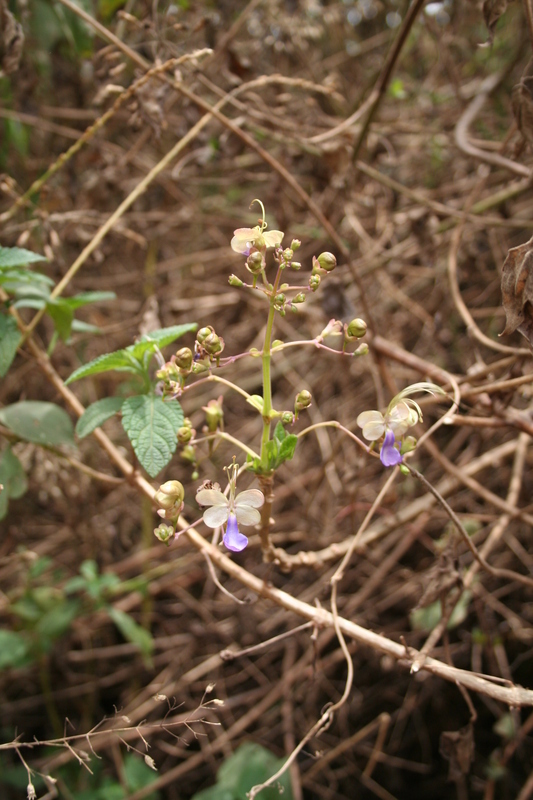 Image of Blue cat's whiskers