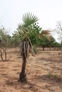 Image of palmyra palm