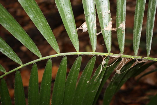 Calamus deerratus G. Mann & H. Wendl.的圖片