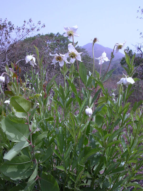 صورة Clematis villosa DC.