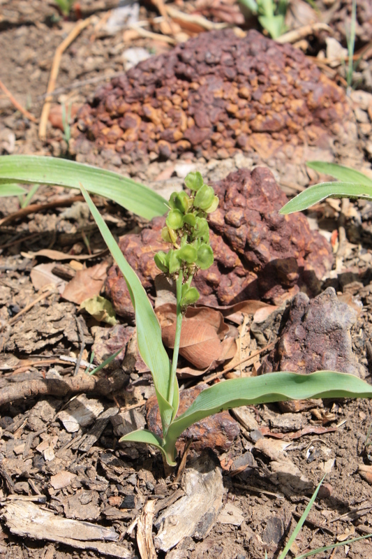 Image of Chlorophytum blepharophyllum Schweinf. ex Baker