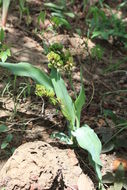 Image of Chlorophytum blepharophyllum Schweinf. ex Baker