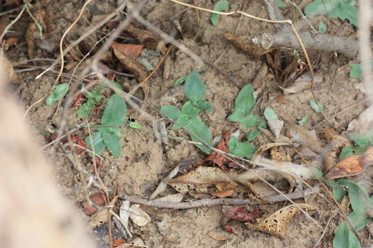 Image of Chlorophytum pusillum Schweinf. ex Baker