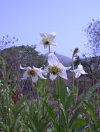 صورة Clematis villosa DC.