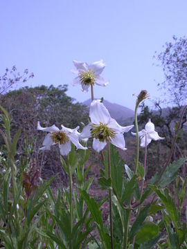 Image of Clematis villosa DC.