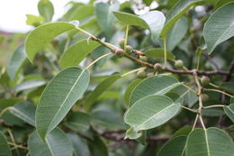 Image of Ficus cordata Thunb.