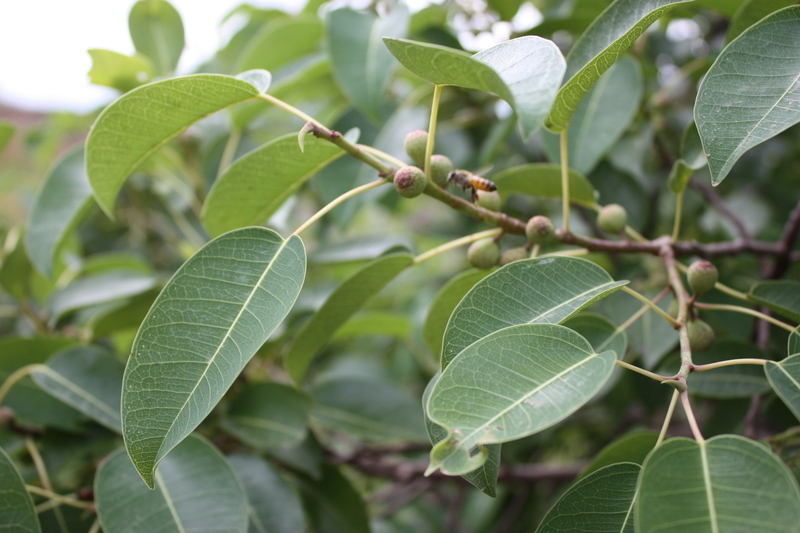 Image of Ficus cordata Thunb.