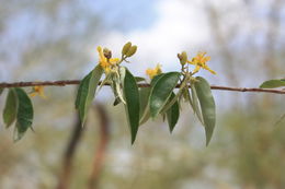 Image of <i>Grewia bicolor</i> Juss.