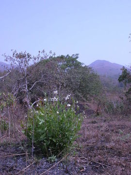 Image of Clematis villosa DC.