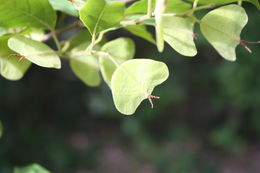 صورة Hymenocardia heudelotii Planch. ex Müll. Arg.