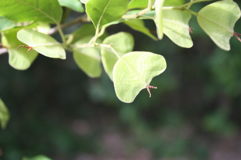 صورة Hymenocardia heudelotii Planch. ex Müll. Arg.