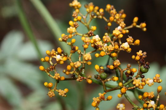 Leea guineensis G. Don resmi