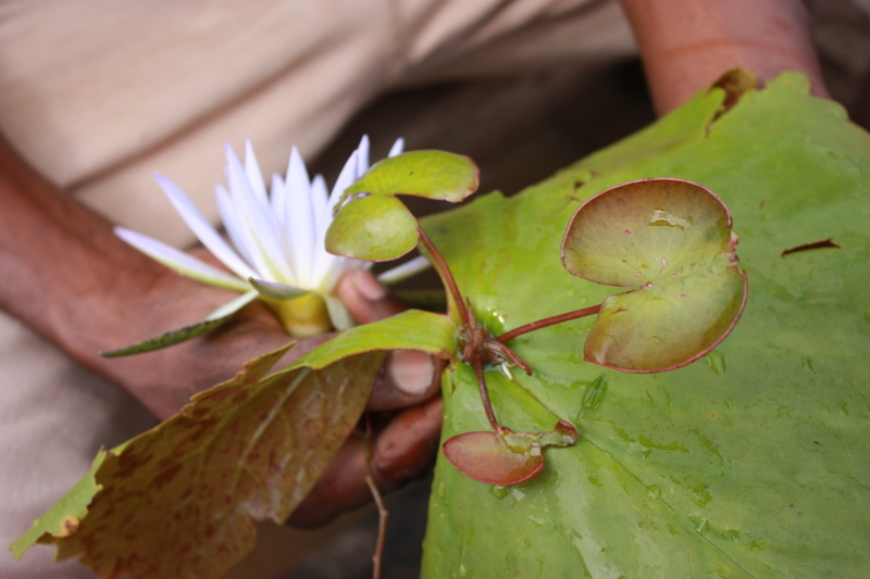 Image of Blue Egyptian lotus