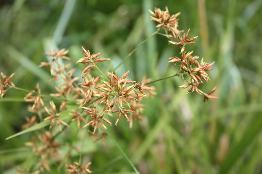 Imagem de Rhynchospora corymbosa (L.) Britton