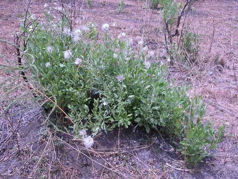 Image of Clematis villosa DC.