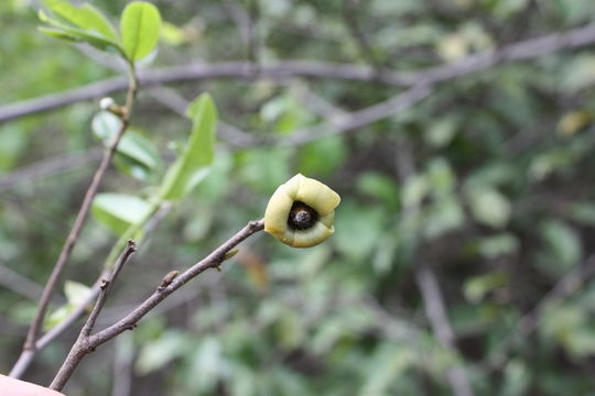 Imagem de Uvaria chamae P. Beauv.