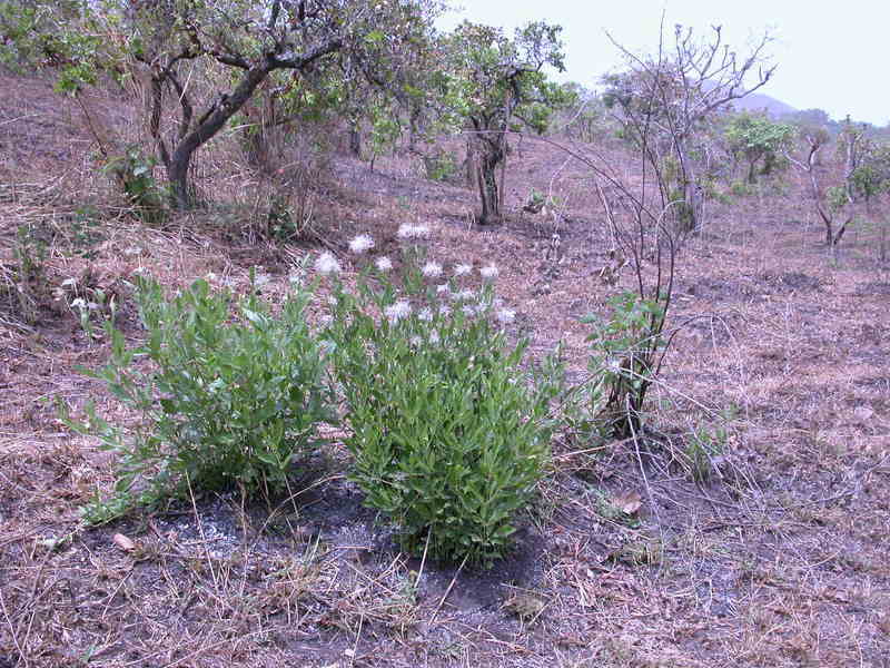 صورة Clematis villosa DC.