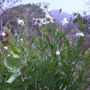 Image of Clematis villosa DC.