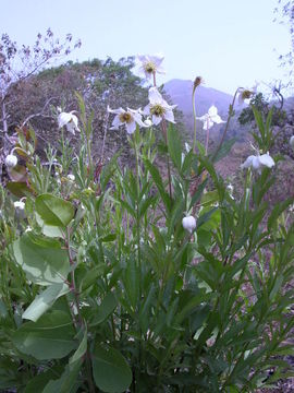 Image of Clematis villosa DC.