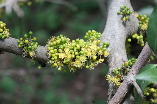 Imagem de Drypetes floribunda (Müll. Arg.) Hutch.