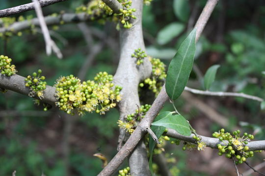 Image of Drypetes floribunda (Müll. Arg.) Hutch.