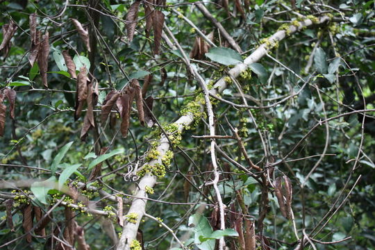 Imagem de Drypetes floribunda (Müll. Arg.) Hutch.