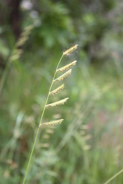 Plancia ëd Brachiaria jubata (Fig. & De Not.) Stapf