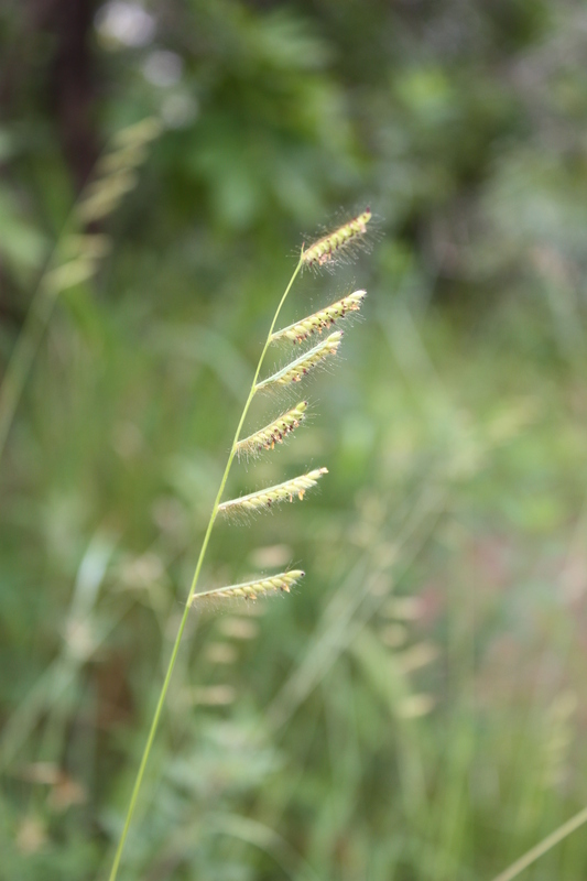 Image of Brachiaria jubata (Fig. & De Not.) Stapf